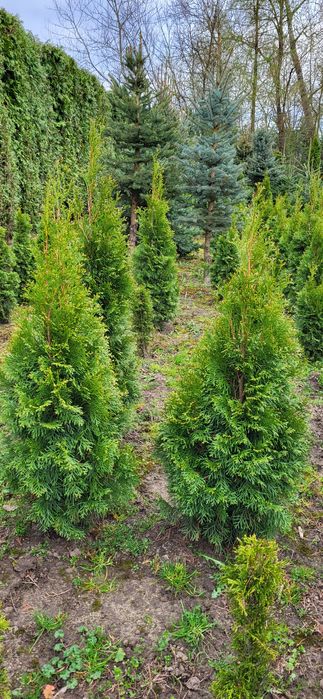 Tuja szmaragd 80,100,120,140cm