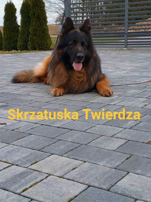Owczarek Niemiecki
