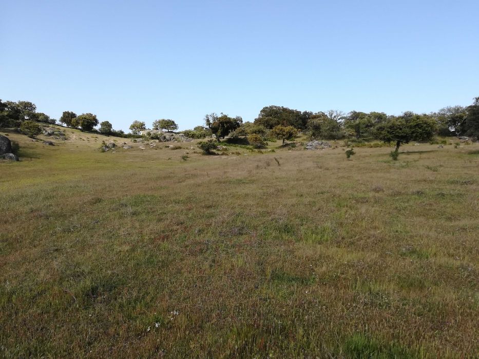 Terreno ideal para refugio de campo, Nisa