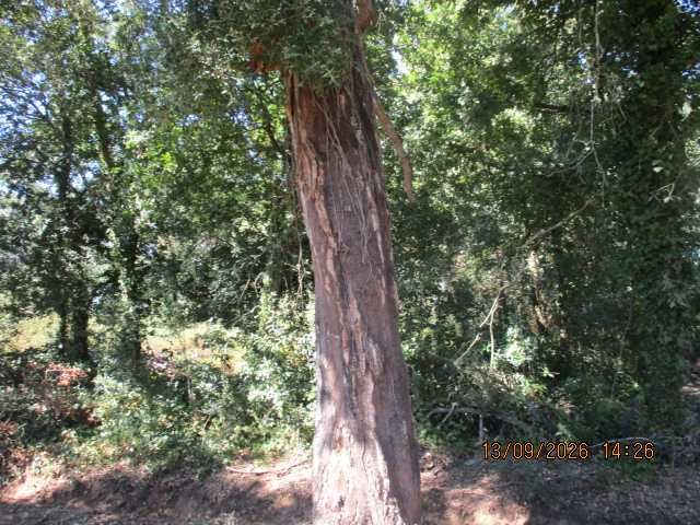 Venda de cortiça nos sobreiros