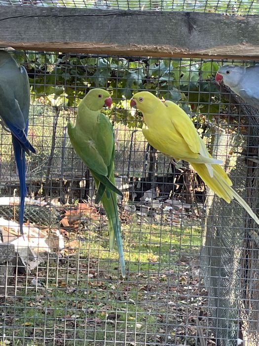 Femeas adultas verde butercup opalinas malhadas entre outras