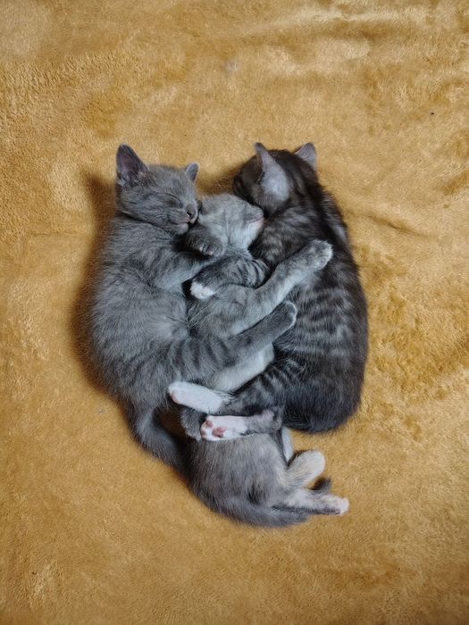 котенятка по 2 місяці