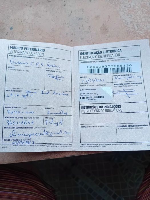 Ofereço cadelela Fila São Miguel...chip e vacinas em dia..