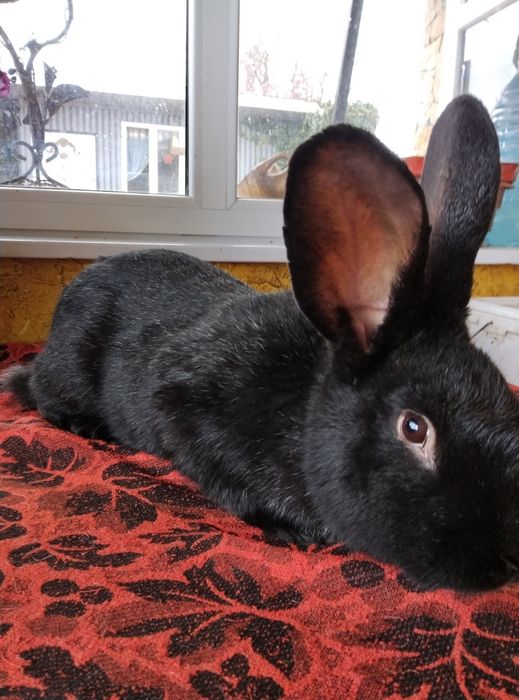 Кролі ПС кроленята