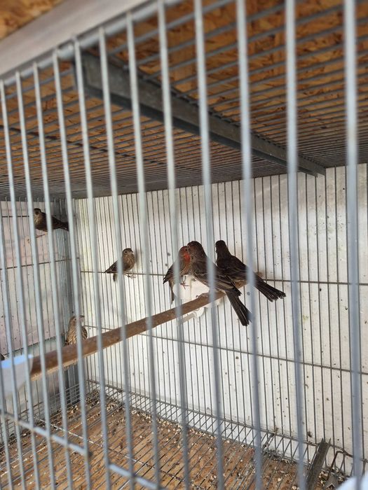 Aves Carpodacos Mexicanos