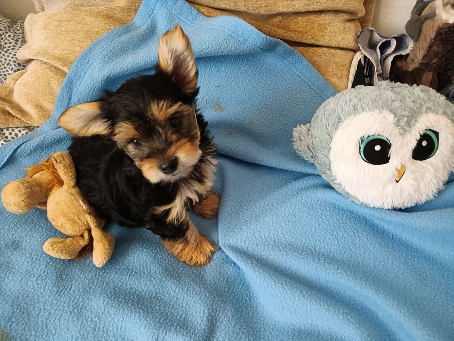 Yorkshire Terrier macho