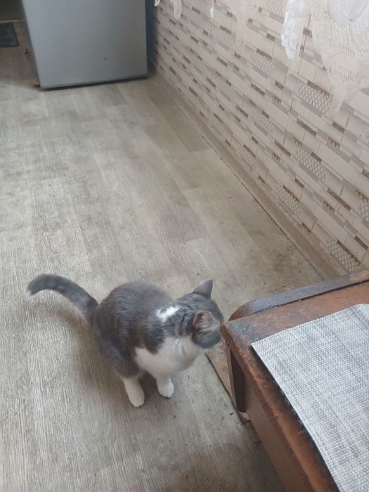 Отдам даром кошку