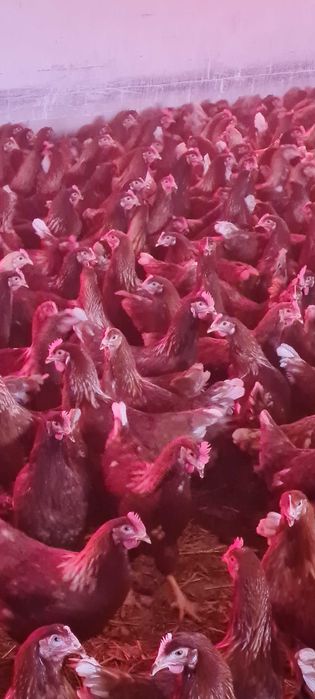 Kurki nioski młode z jajkiem ROSA kolorowe od hodowcy z dowozem