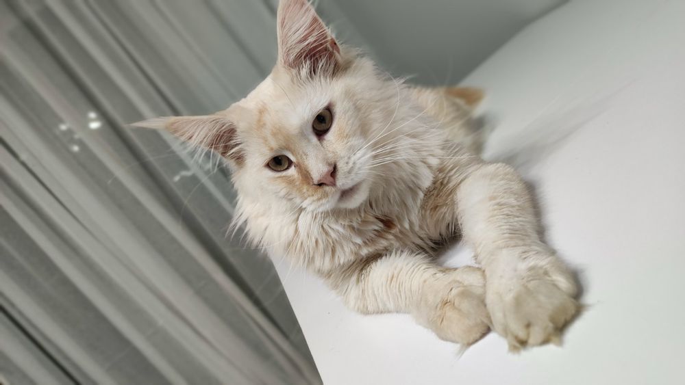 Кошеня Мейн  Кун