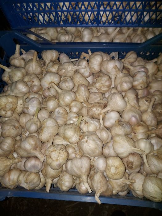 Продам ярий часник , відправка від 10 кг