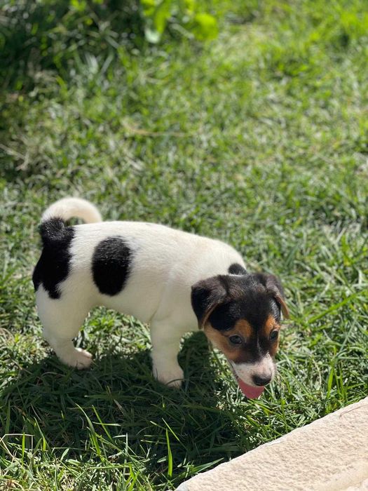 Jack Russell - Descendente de Diversos Campeões