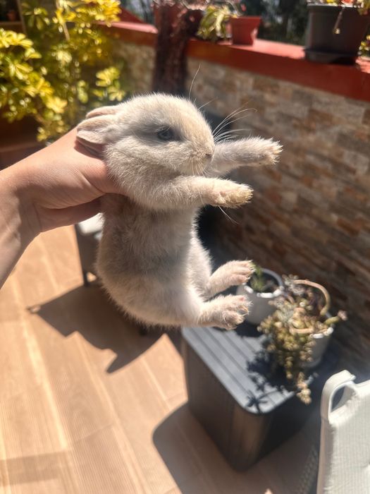 Coelhinhos a venda coelhos