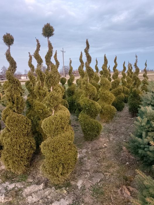 Tuja Szmaragd formowana
