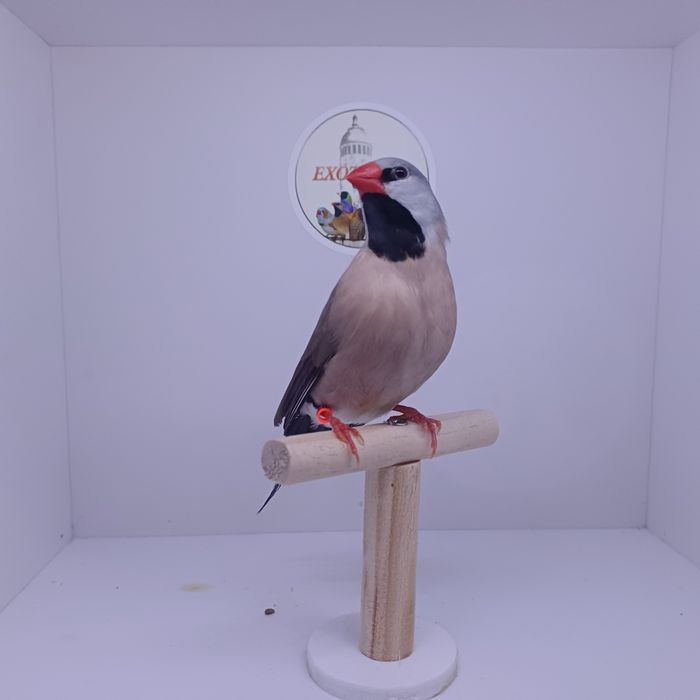 Diamante Papagaio e Babete