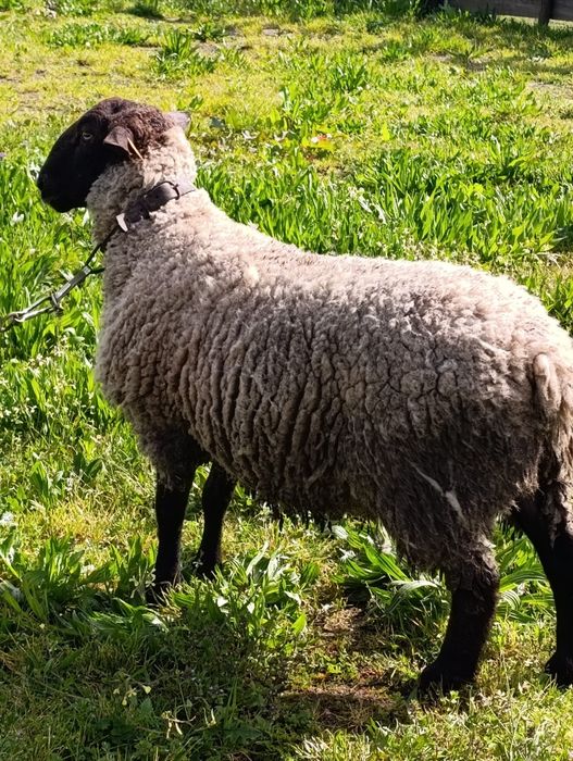 Vende-se Carneiro sulffolk