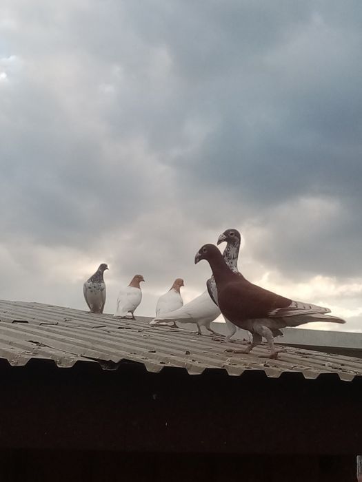 Sprzedam gołębie różne rasy