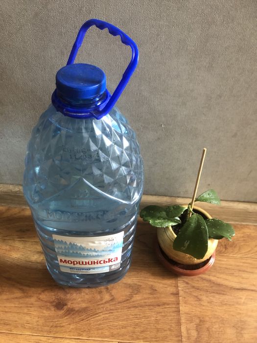 Хойя керри вьющееся красивоцветущее ароматное комнатное растение