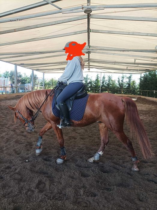 Vendo cavalo cruzado luso-árabe