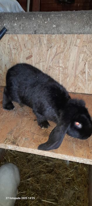 Sprzedam samiczki Baran Francuski