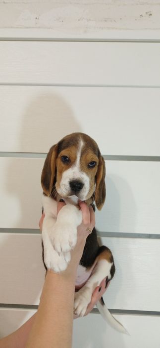 Бігль.Дітки Біглів