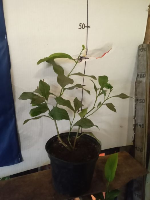 Лимон ,лимон , лимон