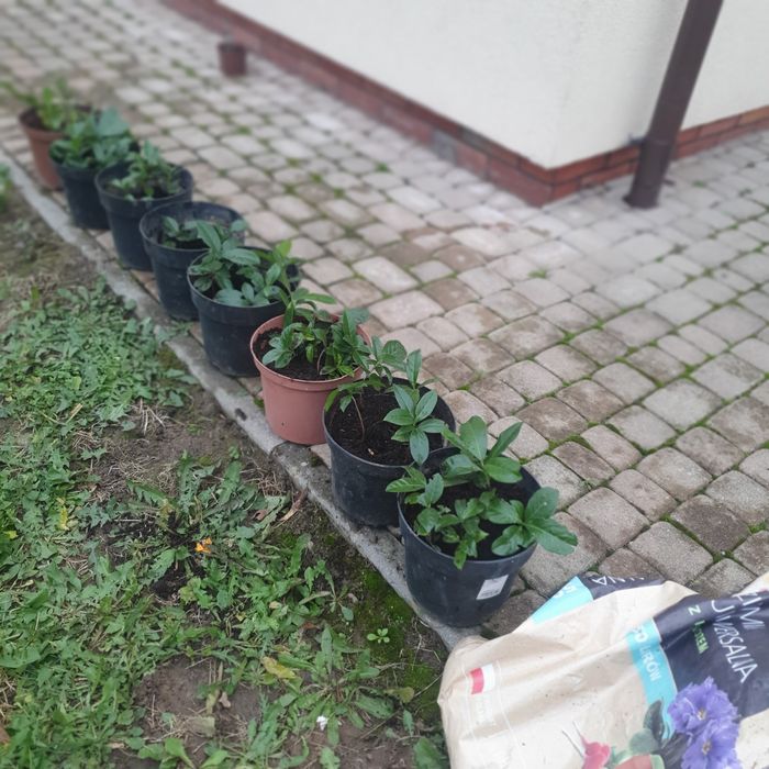 LAUROWIŚNIE  sadzonki .