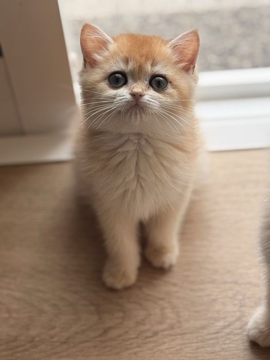 British shorthair golden-LOP