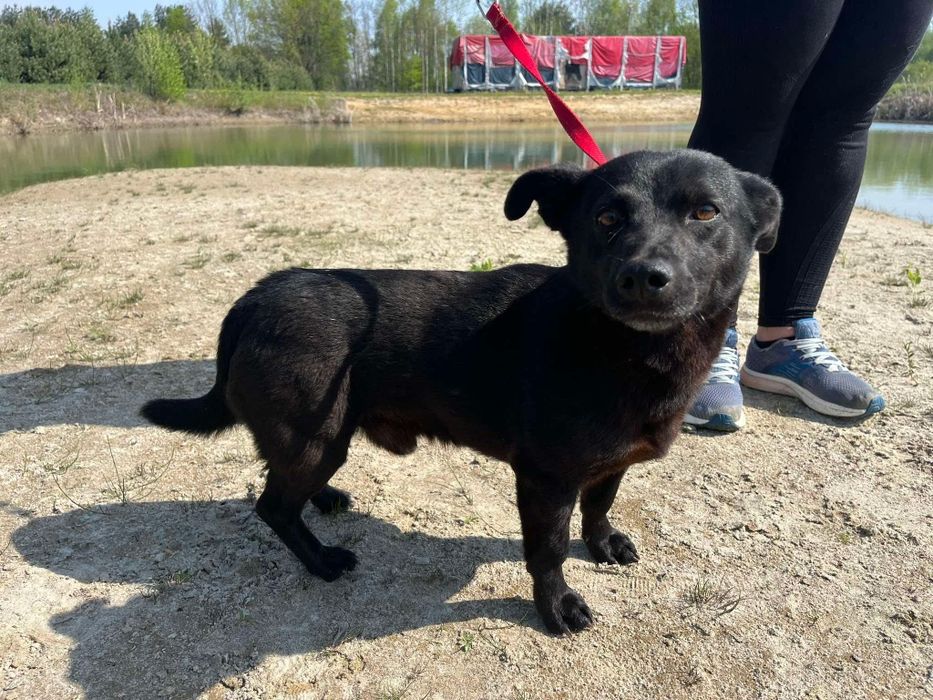 Kleszczyk - mały czarny psiak do adopcji!