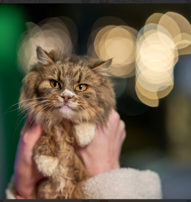 Пухнаста кицюня у хороші руки