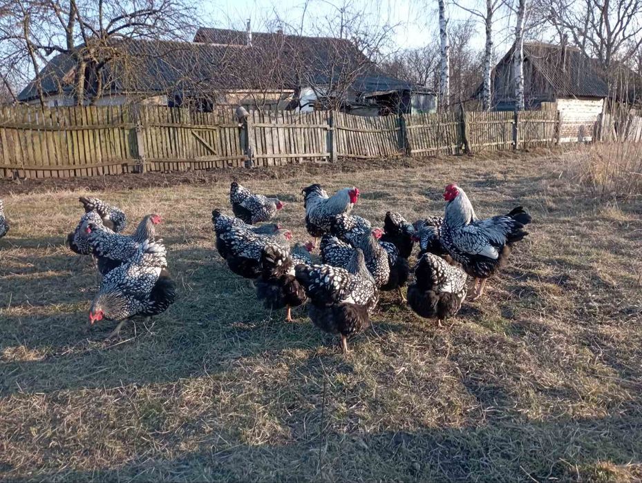 Інкубаційні яйця  Віандот срібло