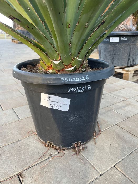 Yucca Treculeana juka yuca mrozoodporna -15 / -20