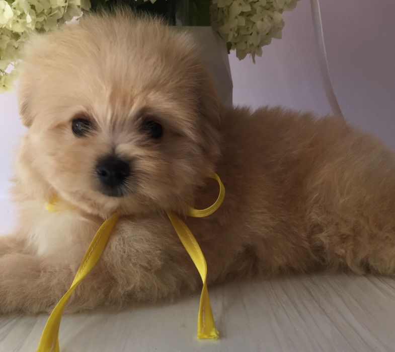 Помапу — Маленькі моделі для обіймів