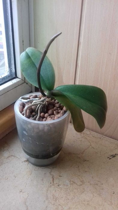 Орхідея з квітконосом