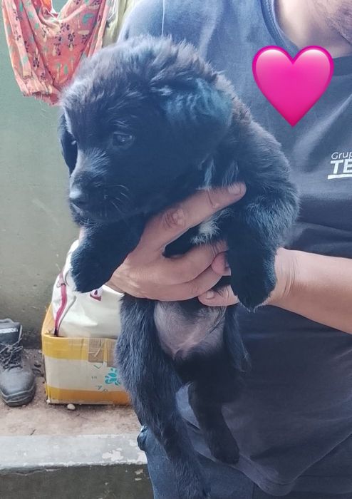 Cães bebés para adoção responsável