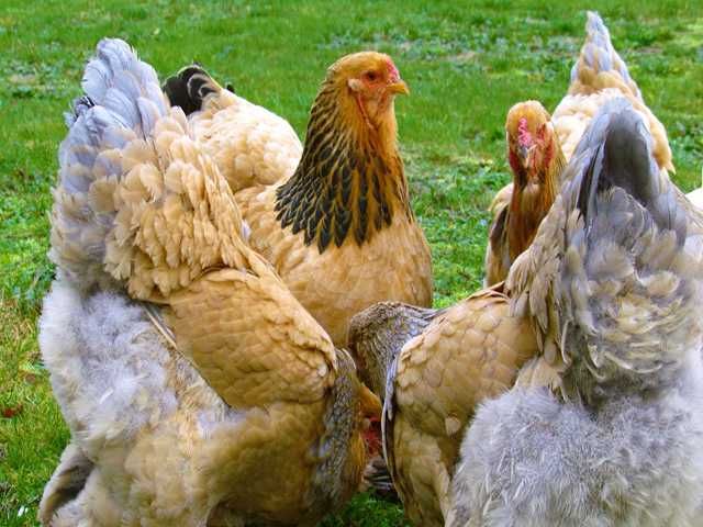 Інкубаційне яйце курей Брама: колумбійське золото, лососева