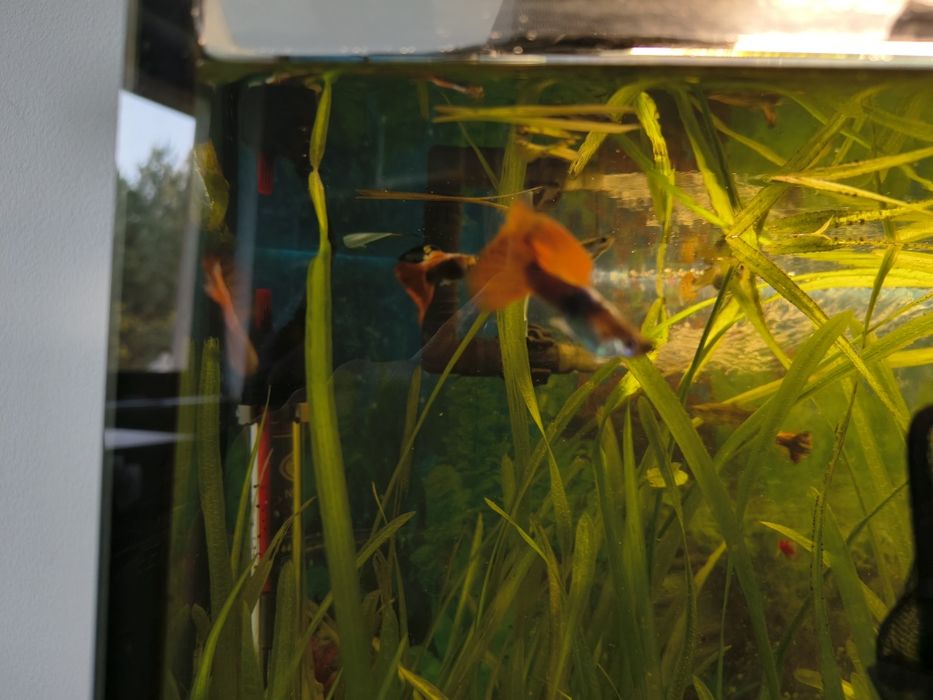 Gupika koi tuxedo samce
