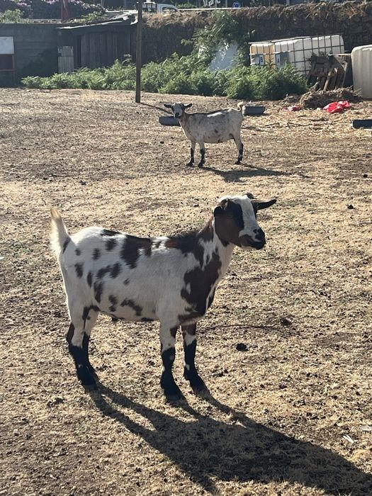 Macho Anão Castrado