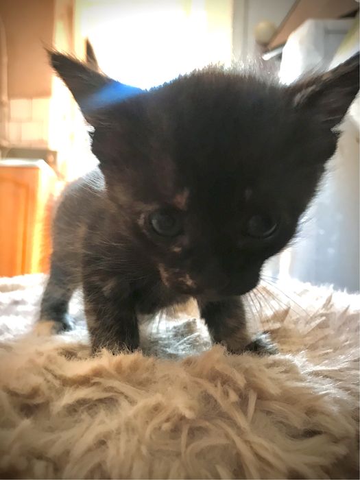 Отдаю котёнка (кошечку) 1 месяц