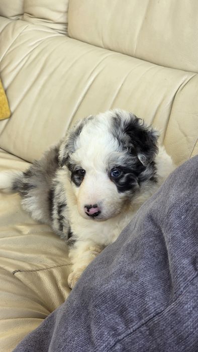 Border Collie Blue Merle Macho (olho azul/olho verde)