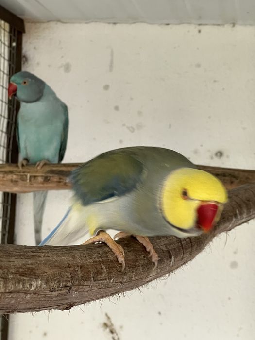 RING NECK BEBÉS 4 AVES