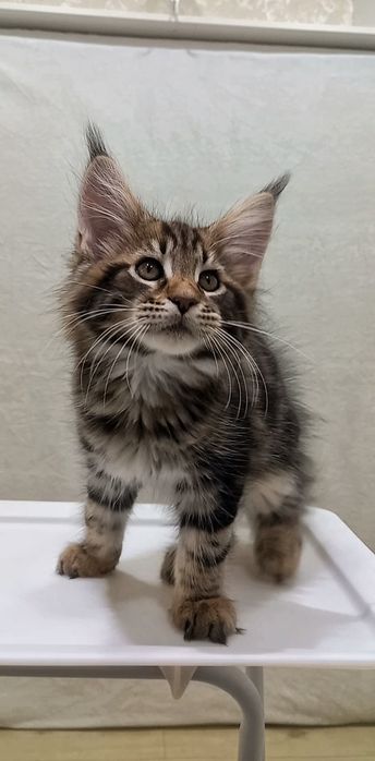 Чарівний котик кошеня мейн-кун