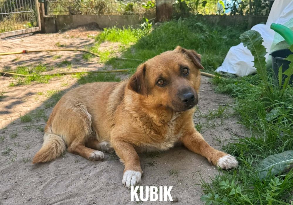 2 letni 12 kg, Kubik, adopcja za darmo oddam