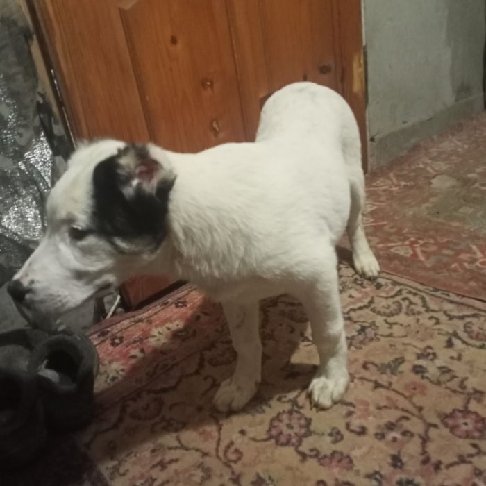 Продаю собаки породи алабай