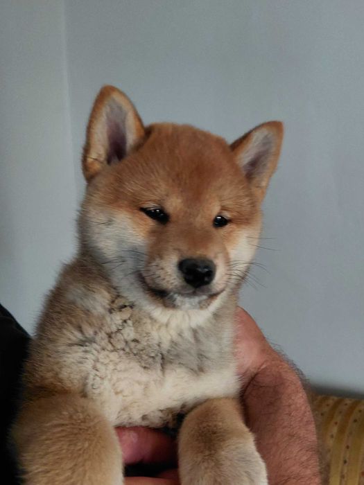 Shiba Inu  Suczka  Hodowla ZKWP FCI Oddział BIAŁYSTOK