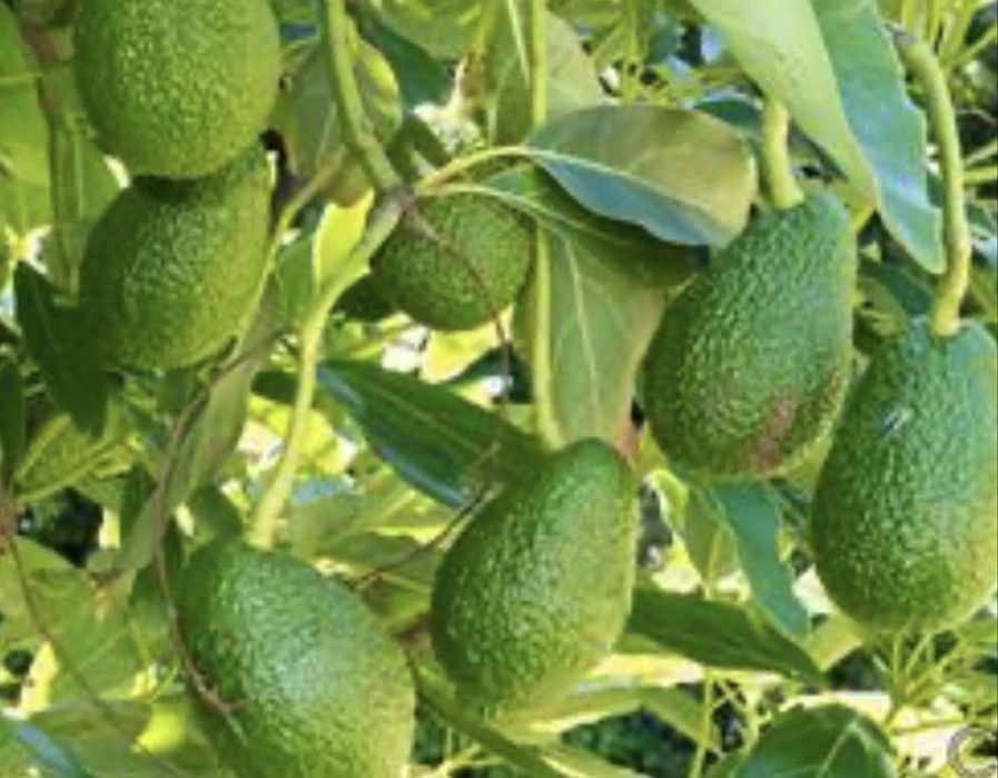 Abacate para entrega em Aveiro