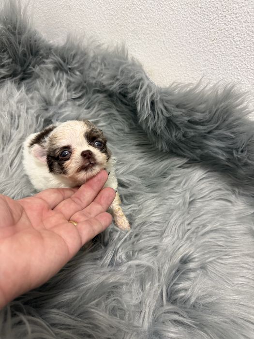 Menino Mini Chihuahua  lindissimo “ de bolsa.