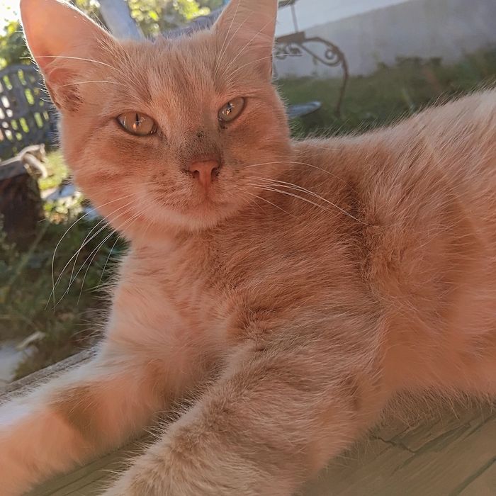 Шукаю дім для котика