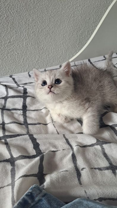 Scottish straight silver chinchilla