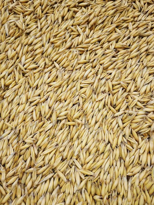 Sprzedam owies Bingo