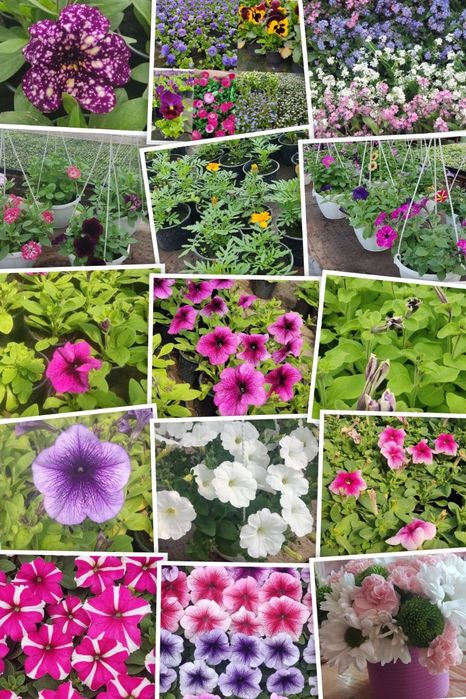 Петунія квіти,розсада